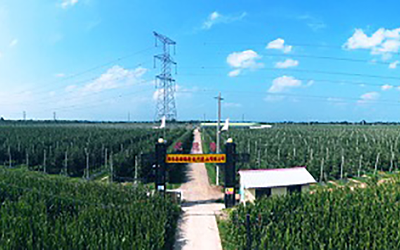 靈臺(tái)優(yōu)德隆農(nóng)業(yè)公司1300畝果園安防監(jiān)控、網(wǎng)絡(luò)機(jī)房案例